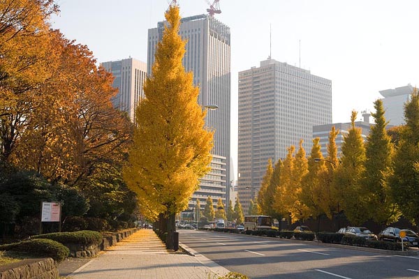 Ginko trees around the Diet Building (MEXT Building under Construction), Tokyo, 2006-12, (C) Seiji Yoshimoto